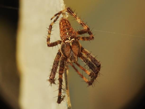 istock Araneus diadematus 1030390144