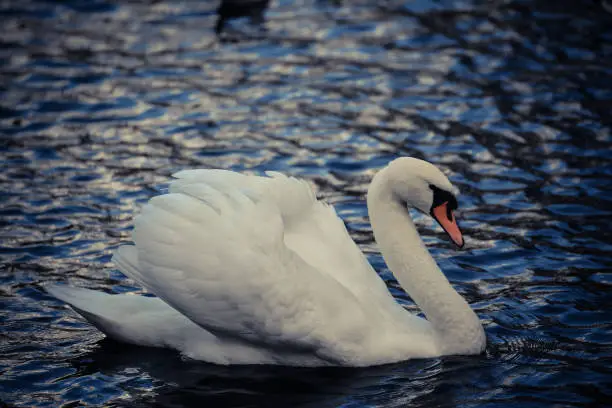 Swimming beautiful white swan