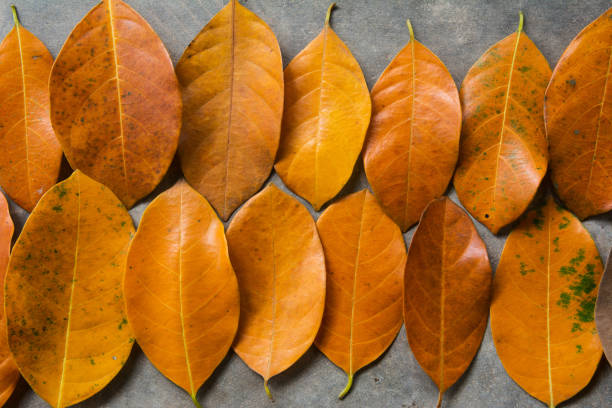 istock Dry leaves texture of autumn on cement background 1030390710