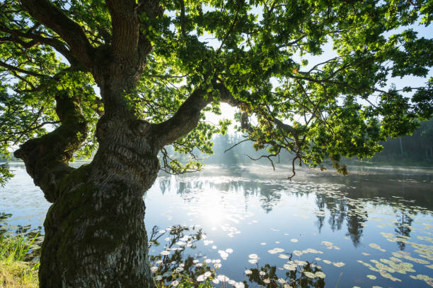 istock Oak tree hanging over the water 1030391082