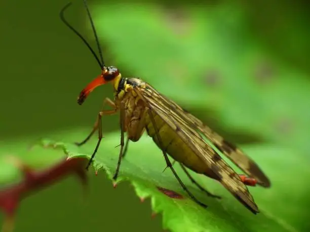 Panorpa sp female