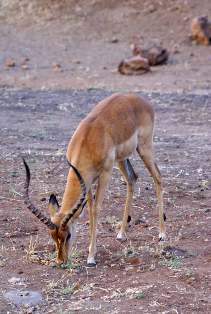 istock Impala in Chobe National Park 1030392402