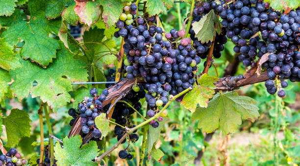 Closeup of grapes on the vine stock photo