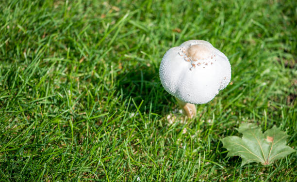 Mushroom in the yard stock photo