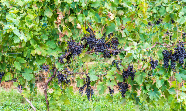Dark grapes on the vine stock photo