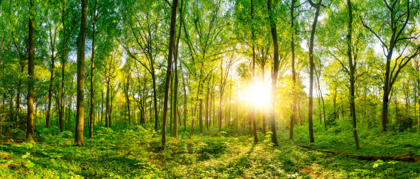 istock Sunrise in the forest 1030399028