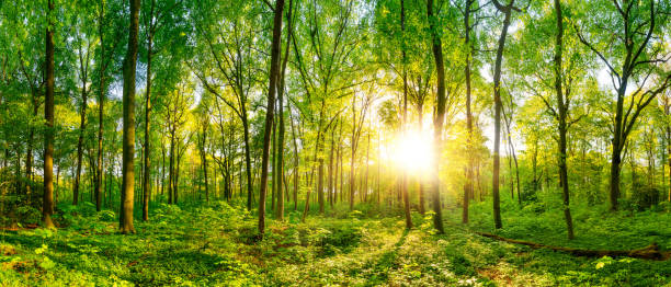 Sunrise in the forest Beautiful forest panorama with bright sun shining through the trees glade photos stock pictures, royalty-free photos & images