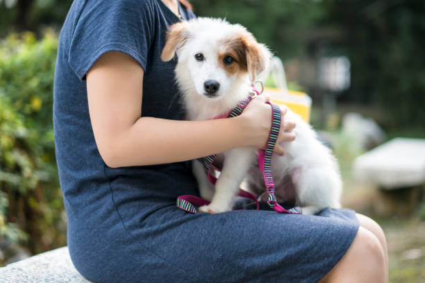 istock Dog and hostess, park background 1030399670
