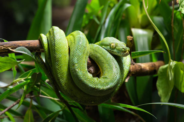 초록나무비단뱀 - green tree python 뉴스 사진 이미지