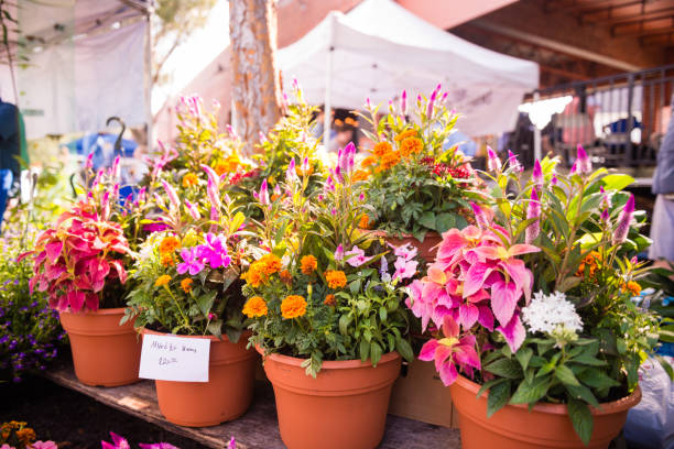 Flowers in Clay Pots on Retail Display For Sale at Winter Park Farmers Market This is a horizontal, color photograph of the Winter Park, Florida famers market. Flowers and plants in clay pots for sale are on display. winter park florida stock pictures, royalty-free photos & images