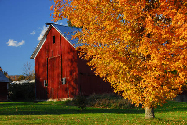istock Red barn surround by yellow fall leaves in New England 1030404792