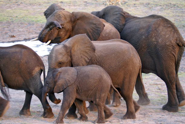 istock Herd of elephants in Chobe National Park 1030404834