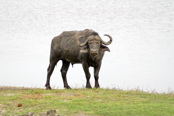 istock Cape buffalo in Chobe National Park 1030405134