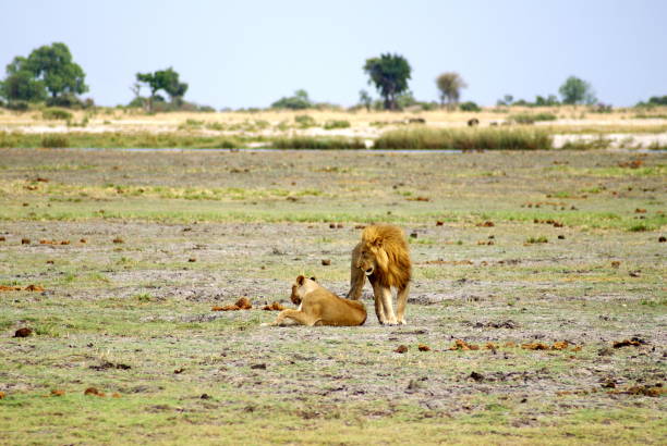 istock Lions in Chobe National Park 1030408048