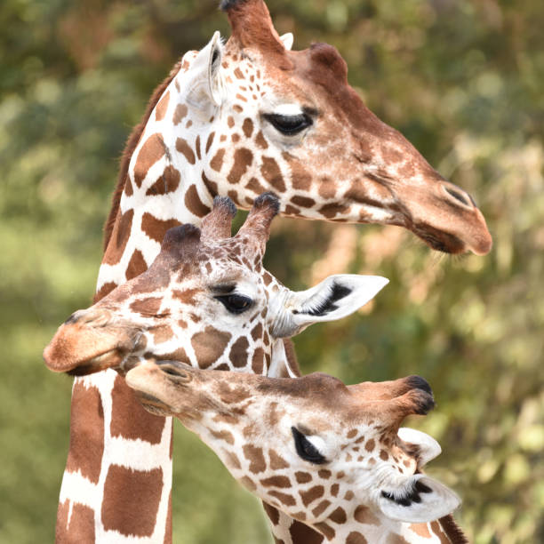 giraffa reticolata (giraffa camelopardalis reticulata) - reticulated giraffe foto e immagini stock