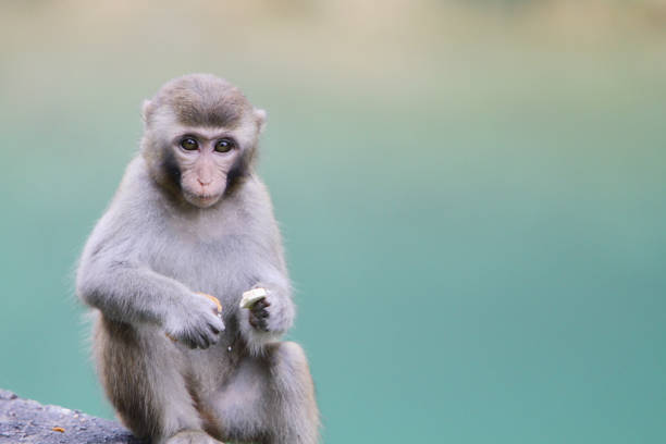 istock the monkey in Kam Shan Country Park 1030413106