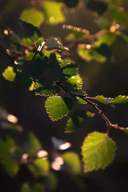 Birch leaves during the sunset in Lapland, northern Finland, 2018
