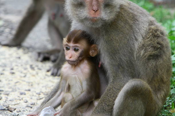 istock A monkey in Kam Shan Country Park, hk 1030413362