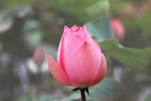 istock Lotus flowers in Vietnam 1030418558