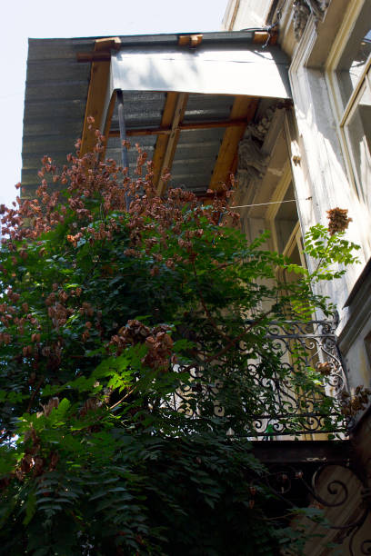 istock Old Tbilisi architecture, window and exterior decor with tree in autumn day 1030422288