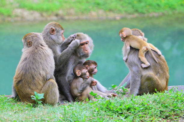 istock A monkey in Kam Shan Country Park, hk 1030423386