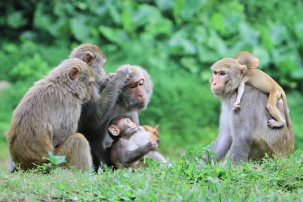 istock A monkey in Kam Shan Country Park, hk 1030424434