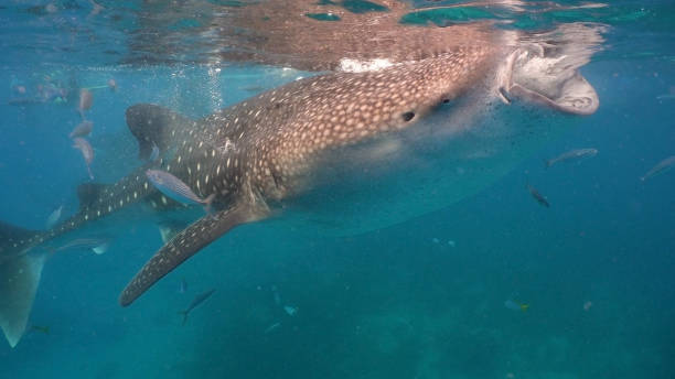 istock Whale Shark in ocean 1030425214