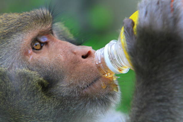 the monkey in Kam Shan Country Park, hk