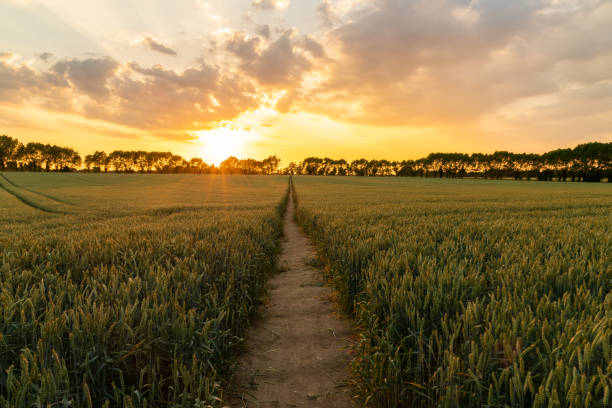 Journey travel concept sunset or sunrise over path through countryside field of wheat or barley crops stock photo