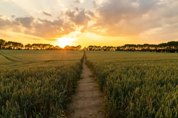 Photo of Journey travel concept sunset or sunrise over path through countryside field of wheat or barley crops