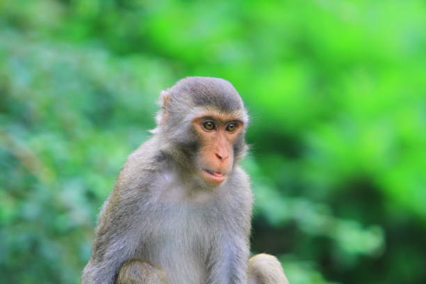 istock A monkey in Kam Shan Country Park, hk 1030425922