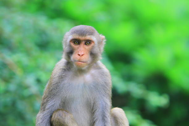 istock A monkey in Kam Shan Country Park, hk 1030425942