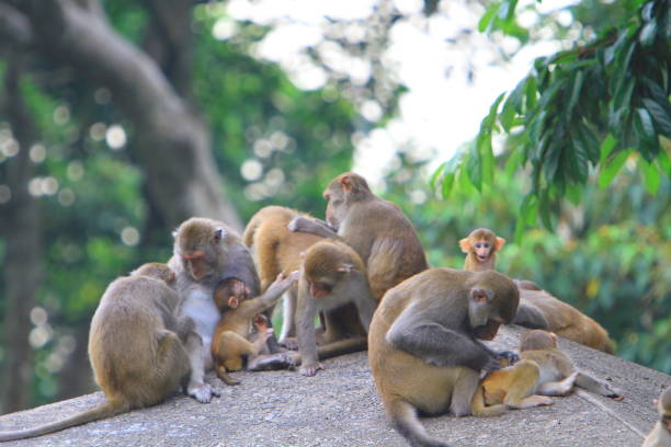 istock A monkey in Kam Shan Country Park, hk 1030425958