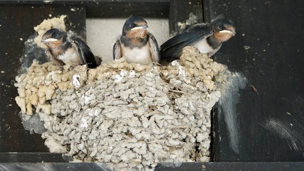 istock Young swallows sitting in a blister 1030426164