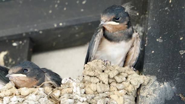 istock Young swallows sitting in a blister 1030426298