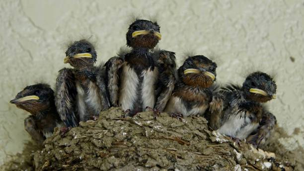 istock Young swallows sitting in a blister 1030426302