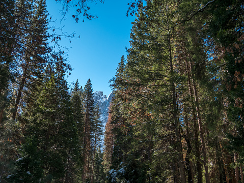 Looking Past Tall Pine Trees With Yosemite's Snowed Peaks in the Background