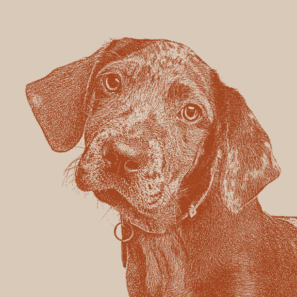 kuvapankkikuvitukset aiheesta catahoula leopard dog puppy eläinsuojassa - animal welfare