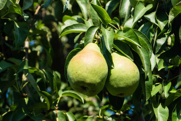 birne pyrus pyrinae im alten terra - pyrinae - fotografias e filmes do acervo