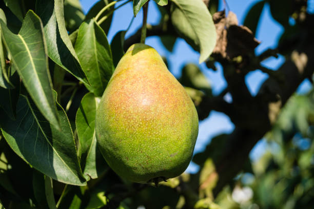 gruszka pyrus pyrinae w starym kraju - pyrinae zdjęcia i obrazy z banku zdjęć