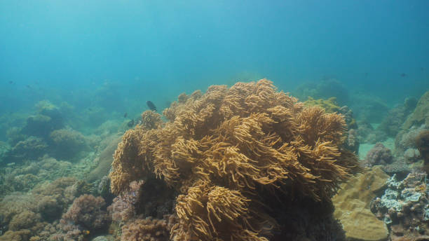 istock Coral reef and tropical fish. Philippines, Mindoro 1030434846