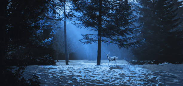Magic winter scene in the woods with a deer.