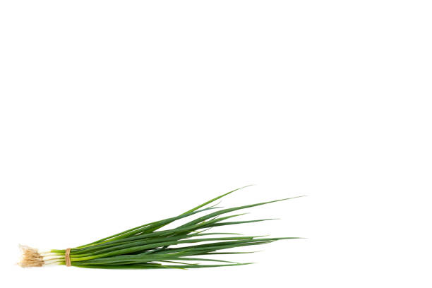 istock Fresh green organic onion isolated on the white background, copy space template 1030438686