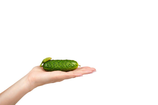 Fresh green cucumber with hand isolated on the white background, copy space template