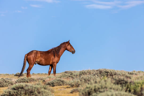 istock Beautiful Wild Horse 1030439032