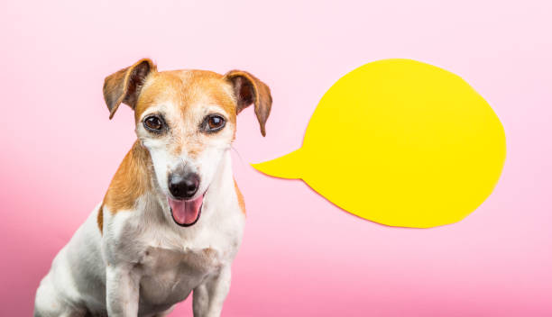 istock Sly smiling dog face. Pink background and yellow speech bubble. Comics 1030447066