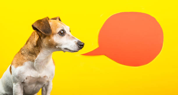 istock Cute smart dog on yellow background with orange speech balloon 1030451250