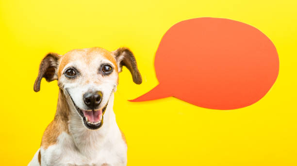 adorable laughing dog with open mouth. happy smiling pet on yellow background and orange speech balloon. funny silly dog jack russell terrier - terrier jack russell imagens e fotografias de stock