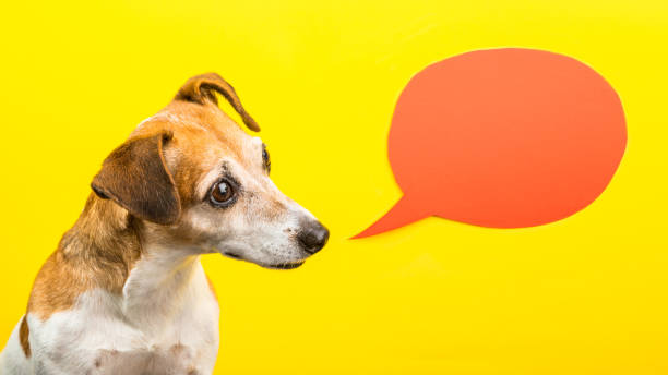 istock curious wondering asking emotion expression dog muzzle. yellow background and orange speech balloon. Funny bright photo 1030451524