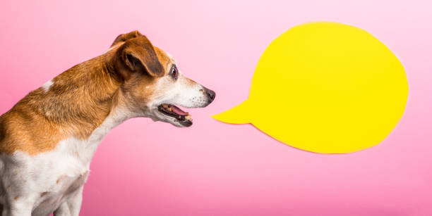 istock curious wondering asking emotion expression dog muzzle. pink background and yellow speech balloon. Funny bright photo 1030451712